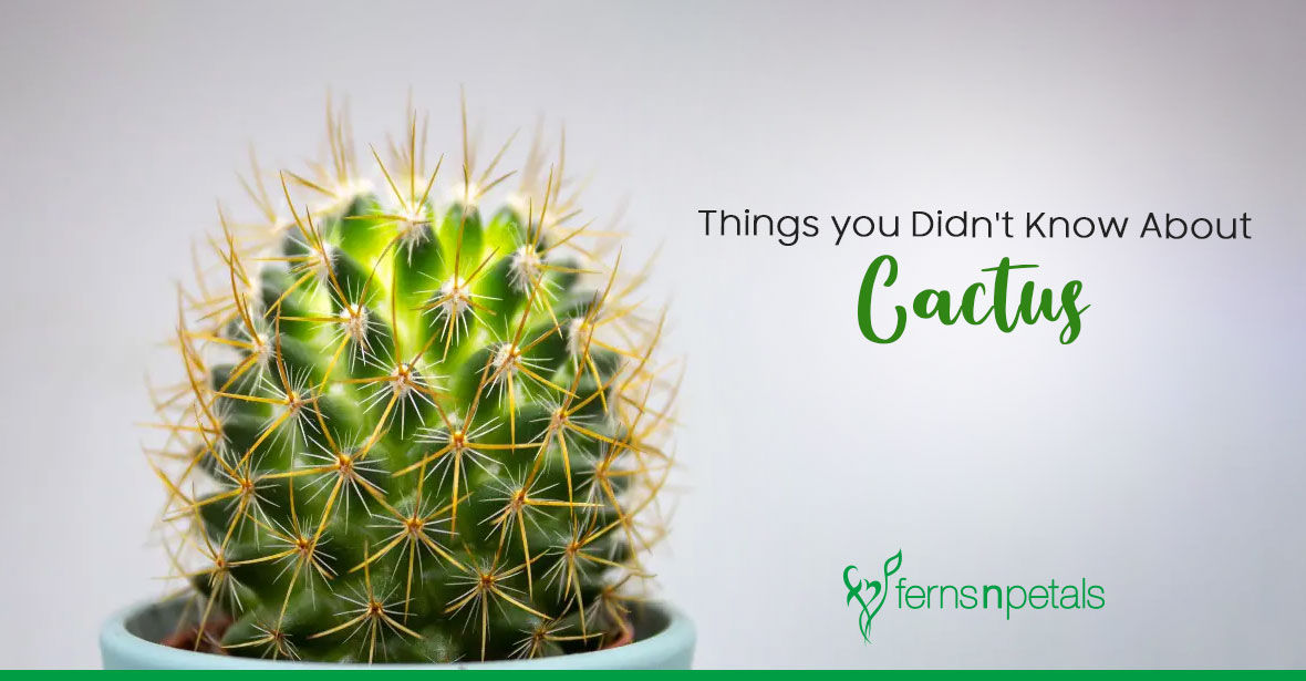 7 Things to Know About Cactus Plant